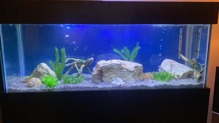 New Aquarium