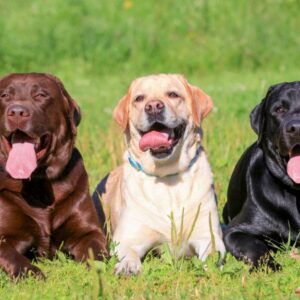 Labrador Retriever dogs