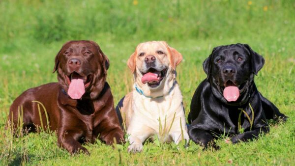 Labrador Retriever dogs