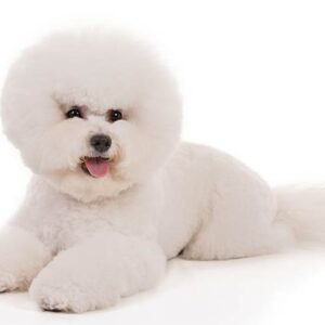 Bichon-Frise-On-White