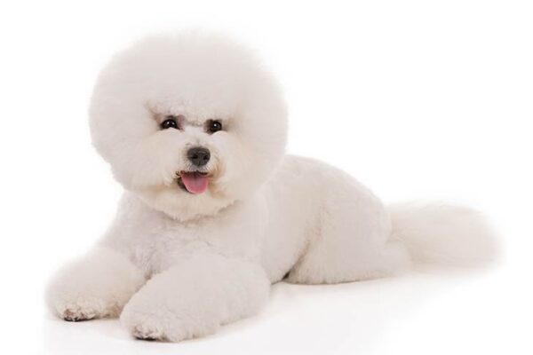 Bichon-Frise-On-White