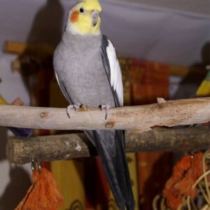 Cockatielmale