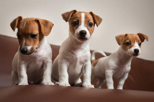 Jack Russell Terrier
