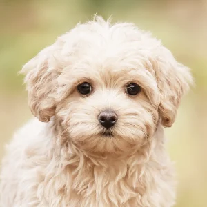 Maltipoo