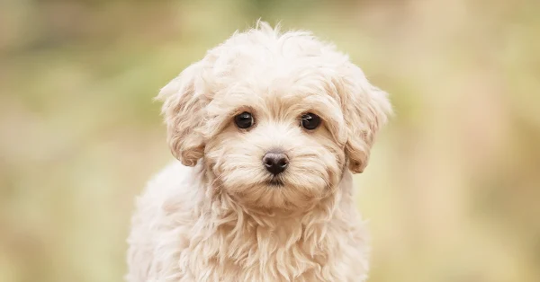 Maltipoo