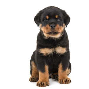 Rottweiler-puppy