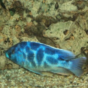 Aquarium Fish species in Lebanon