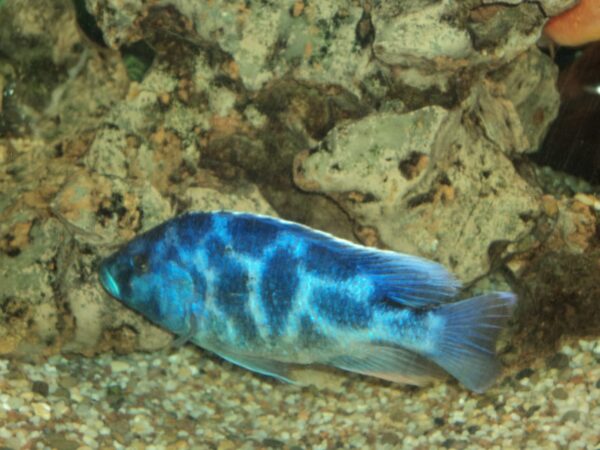 Aquarium Fish species in Lebanon