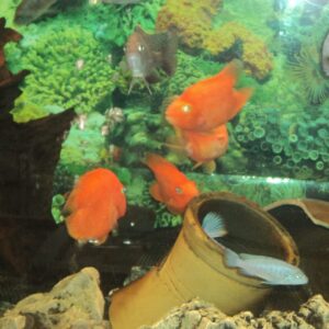 Aquarium Fish species in Lebanon