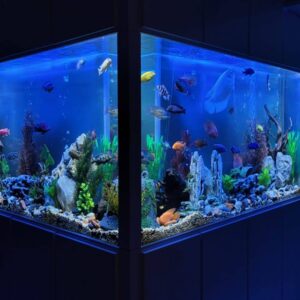 Customized aquarium and installation