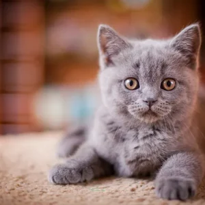 british shorthair