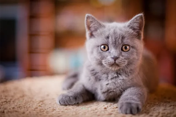 british shorthair