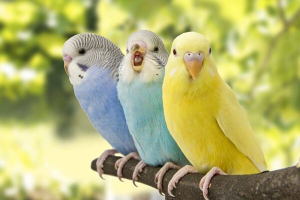 budgie