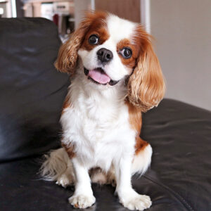 Cavalier King Charles Spaniel