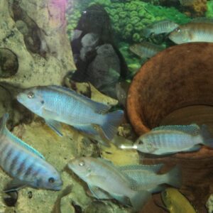 Marine fish Lebanon