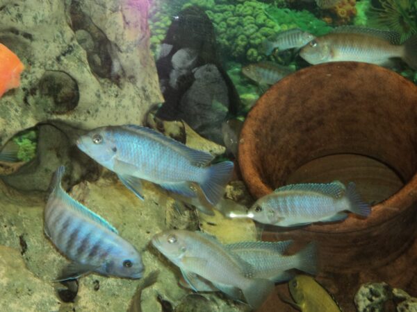 Marine fish Lebanon