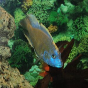 Aquarium Coral Reef in Lebanon