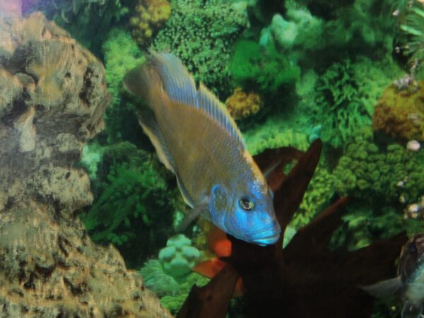 Aquarium Coral Reef in Lebanon