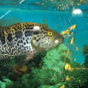 Aquarium Coral Reef in Lebanon