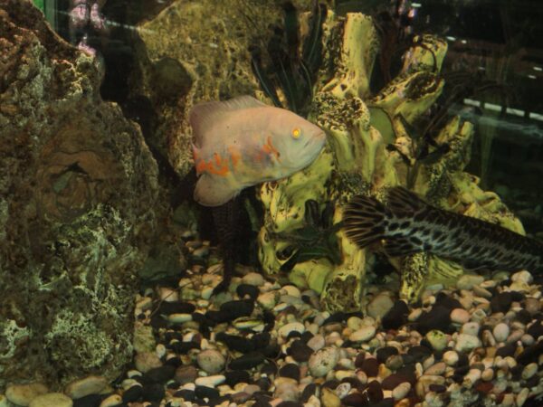indoor Aquarium in Lebanon