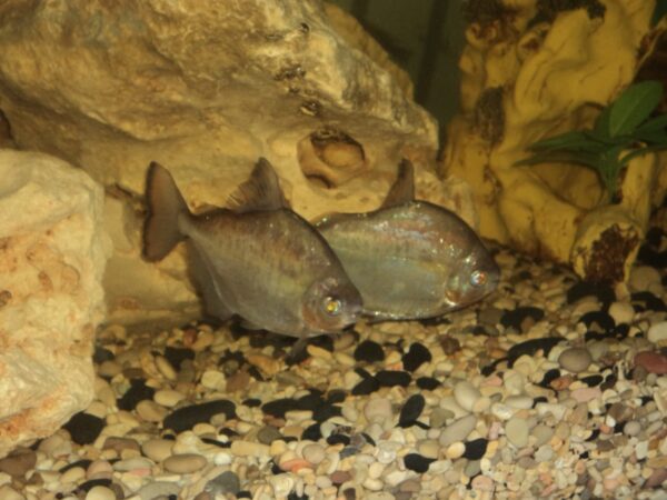 indoor Aquarium in Lebanon