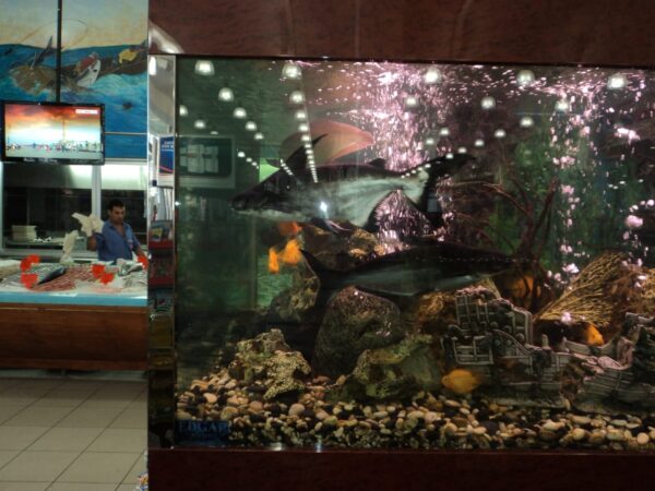 indoor Aquarium in Lebanon