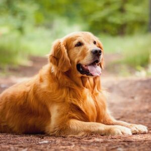 golden retriever